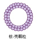 2.7 μm Leapsil相比于核殼技術色譜柱的優勢